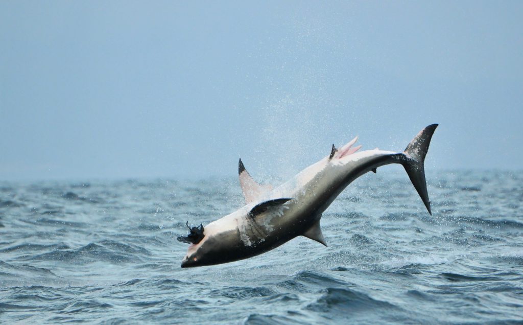 Great White Shark Spotted off the Kent Coast