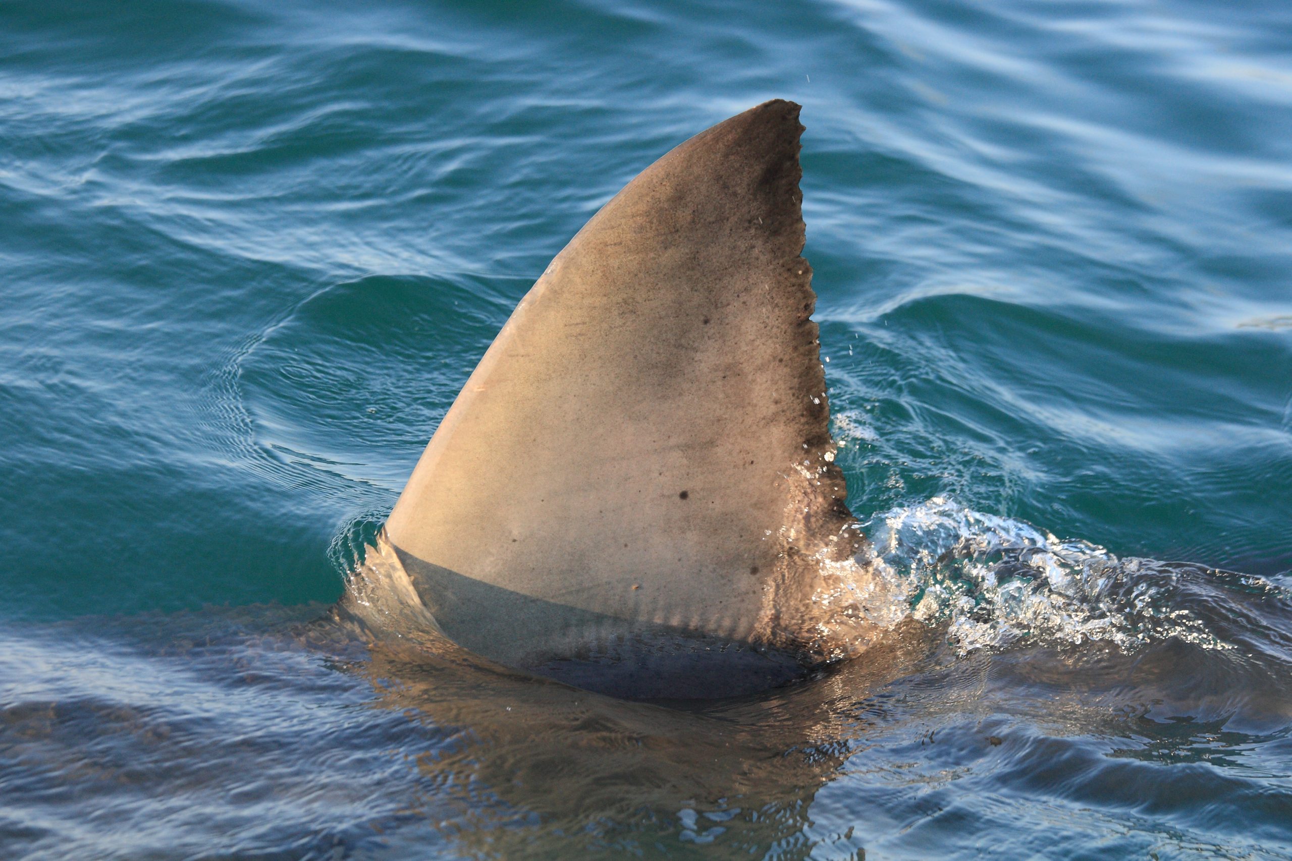 Great White Shark in Kent Coast